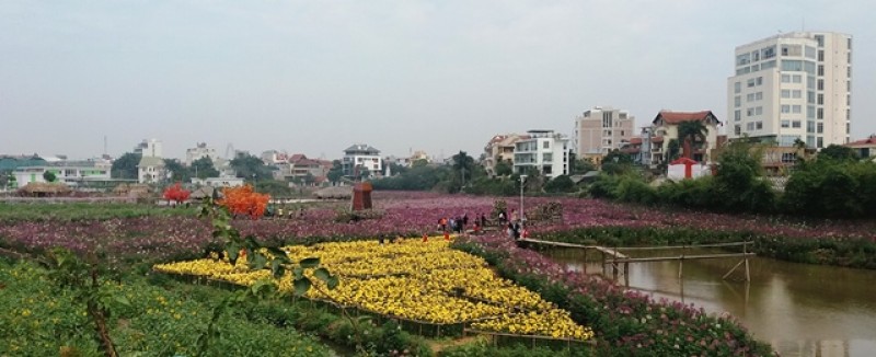 Sắc Xuân trên con đường phố mới mang tên Trịnh Công Sơn ven Hồ Tây sáng 29/2.