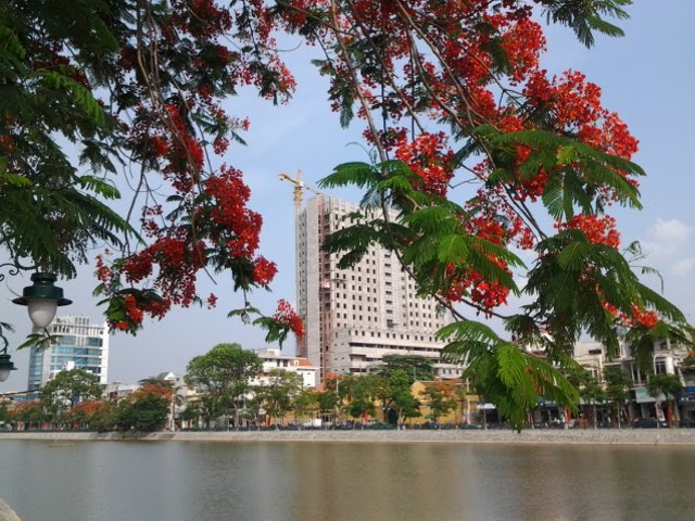 Thành phố hoa phượng đỏ