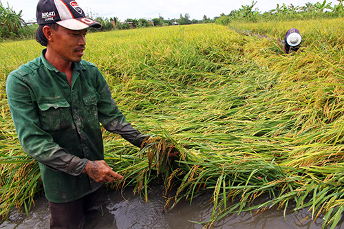 Nông dân miền Tây bị nhiều thiệt hại do mưa trái mùa