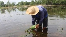 Hàng trăm hộ dân trắng tay vì dưa hấu ngâm... nước