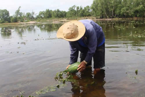 Hàng trăm hộ dân trắng tay vì dưa hấu ngâm... nước