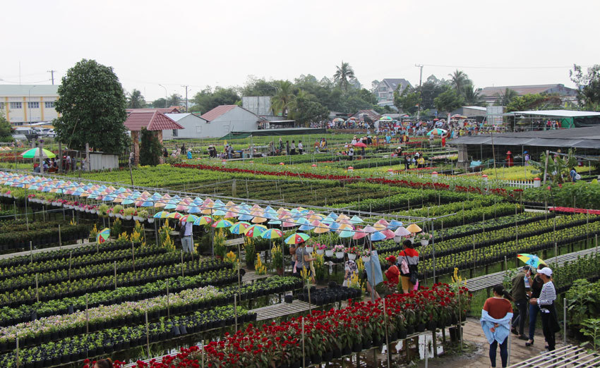 Ngắm vẻ đẹp trăm hoa đua nở ở làng hoa lớn nhất miền Tây