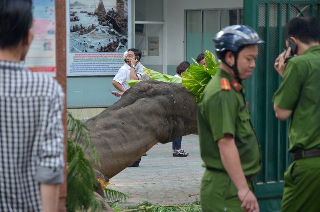 Vụ cây phượng bật gốc trong sân trường: 1 học sinh đã tử vong