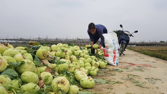 Xót xa cảnh súp lơ nở hoa, cà chua thối rữa đầy đồng giữa tâm dịch Hải Dương